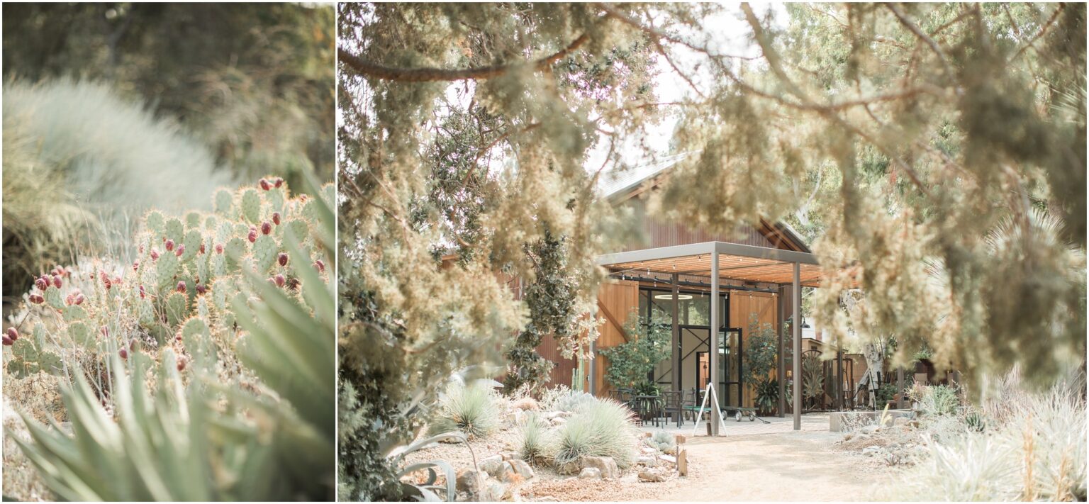 Ruth Bancroft Garden Wedding Katie   Adam Kelsey Combe Photography